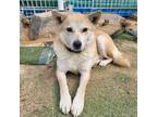 Adopt Norang a Tan/Yellow/Fawn - with White Shiba Inu / Jindo / Mixed dog in