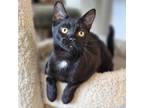 Adopt Lily Bean a All Black Domestic Shorthair / Mixed cat in Port Richey