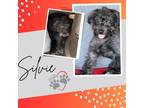 Adopt Silvie a Black Schnauzer (Miniature) / Mixed Breed (Small) / Mixed dog in