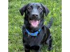 Adopt Ash a Black Labrador Retriever / Mixed dog in Mead, CO (39134185)