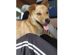 Adopt Man Su a Tan/Yellow/Fawn Shiba Inu / Jindo / Mixed dog in Port Coquitlam