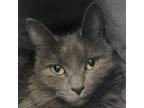 Adopt Cielo a Gray or Blue Domestic Mediumhair / Mixed cat in Middletown