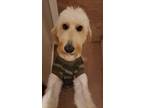 Adopt Kobi a White - with Tan, Yellow or Fawn Goldendoodle / Mixed dog in