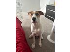 Adopt Thor a White - with Brown or Chocolate Great Pyrenees / Beagle / Mixed dog