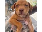 Adopt Elena A Brown/Chocolate Mixed Breed (Small) / Mixed Dog In St.