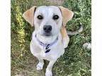 Adopt Nora a White - with Tan, Yellow or Fawn Australian Cattle Dog / Labrador