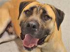 Adopt DWAYNE a Tan/Yellow/Fawn Mastiff / Mixed dog in Denver, CO (39121951)