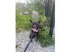 Adopt Lulu a Black - with White Corgi / Jindo / Mixed dog in Port Coquitlam