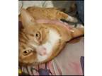 Adopt Mamoru a Orange or Red Tabby American Shorthair (short coat) cat in