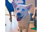 Adopt Longi a White Shiba Inu / Jindo / Mixed dog in Port Coquitlam