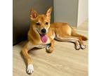 Adopt Lami a Brown/Chocolate - with White Shiba Inu / Jindo / Mixed dog in Port