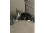 Adopt Olympia a Black & White or Tuxedo Domestic Shorthair (short coat) cat in