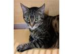 Adopt Conrad a Brown Tabby Domestic Shorthair / Mixed (short coat) cat in