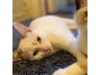 Adopt Aria a White Snowshoe / Mixed cat in Long Beach, CA (39134087)