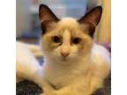 Adopt Lorenzo a White Snowshoe / Mixed cat in Long Beach, CA (39134086)