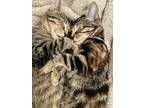 Adopt Romeo & Rocky a Tortoiseshell American Shorthair / Mixed (short coat) cat