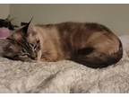 Adopt Usagi a Cream or Ivory American Shorthair / Mixed (long coat) cat in