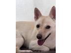 Adopt KkotBun a Tan/Yellow/Fawn Shiba Inu / Jindo / Mixed dog in Port Coquitlam