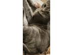 Adopt Reni a Gray or Blue American Shorthair / Mixed (short coat) cat in