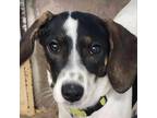 Adopt Luke a Brown/Chocolate Beagle / Mixed dog in Lindenwold, NJ (39112432)