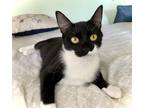 Adopt Lulu a Black & White or Tuxedo Domestic Shorthair (short coat) cat in