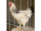 Adopt D'WHITE a Chicken bird in Diamond Springs, CA (39080362)
