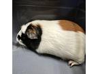 Adopt Hazel a Guinea Pig small animal in Decatur, GA (39134053)