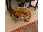 Adopt Oakley a Red/Golden/Orange/Chestnut Redbone Coonhound / Mixed dog in
