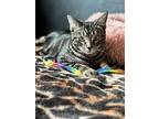 Adopt Tabby [CP] a Gray, Blue or Silver Tabby Domestic Shorthair / Mixed (short