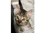 Adopt Anna E a Brown Tabby Domestic Shorthair (short coat) cat in North