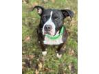Adopt Petunia a Black - with White Mixed Breed (Medium) / Mixed dog in
