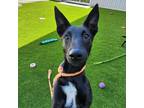 Adopt Charlotte a Black Belgian Shepherd / Jack Russell Terrier / Mixed dog in