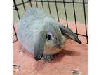 Adopt Merry a American / Mixed rabbit in Bedford, NH (39117052)