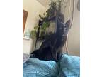 Adopt Gunther a All Black Bombay / Mixed (medium coat) cat in San Diego