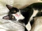 Adopt Muffin a Black & White or Tuxedo Domestic Shorthair (short coat) cat in