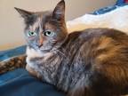 Adopt Valora a Tortoiseshell American Shorthair / Mixed (short coat) cat in