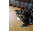 Adopt Jake a Brown Tabby Tabby / Mixed (short coat) cat in Spokane