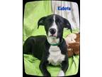 Adopt Kubota a Black - with White Labrador Retriever / Mixed dog in Williamston