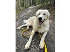 Adopt Zero a White Great Pyrenees / Mixed dog in Winter Park, CO (39133864)