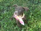 Adopt Coco~adopted! a Brown/Chocolate American Staffordshire Terrier / American