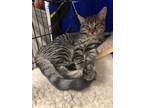 Adopt Fortune a Gray, Blue or Silver Tabby Domestic Shorthair / Mixed (short