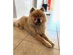 Adopt Allie a White - with Tan, Yellow or Fawn Chow Chow / Mixed dog in