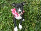 Adopt Diva a Black - with White American Staffordshire Terrier / American Pit