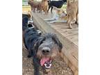 Adopt Hudson a Black Goldendoodle / Mixed dog in Branson, MO (39124345)