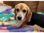 Adopt Buttercup a Beagle / Mixed dog in Dalton, GA (39133813)