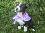 Adopt Barbie Pink a Black - with White American Staffordshire Terrier / American