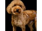 Adopt Roy a Poodle (Miniature) / Mixed dog in Seattle, WA (39133811)