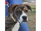 Adopt Frenzy a Brindle Boxer / Labrador Retriever dog in Vail, AZ (39133775)