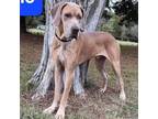 Adopt Dino a Tan/Yellow/Fawn Great Dane / Mixed dog in Vail, AZ (39100506)