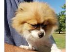 Adopt Raymond a Red/Golden/Orange/Chestnut - with White Pomeranian / Mixed dog